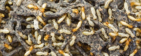 Termite Inspection Long Island
