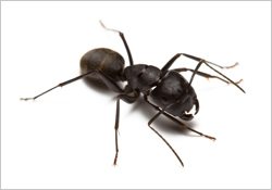 carpenter-ants-termites