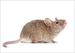 mouse close up isolated on white